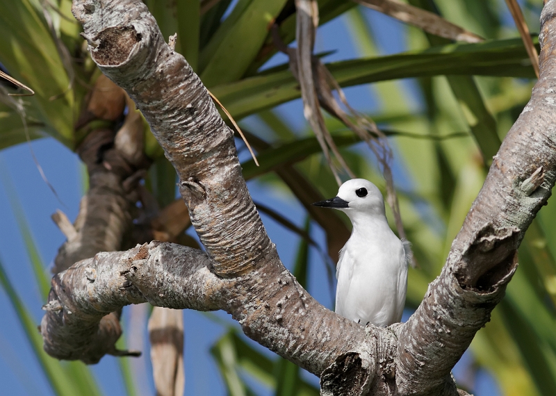 IMG_8135_.jpg - Gygis blanc (Gygis alba) ad. (Tuamotu)
