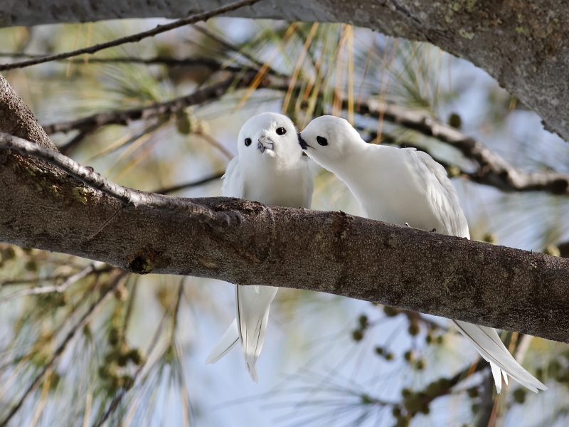 IMG_8746_.jpg - Gygis blanc (Gygis alba), ad. couple (Tuamotu)