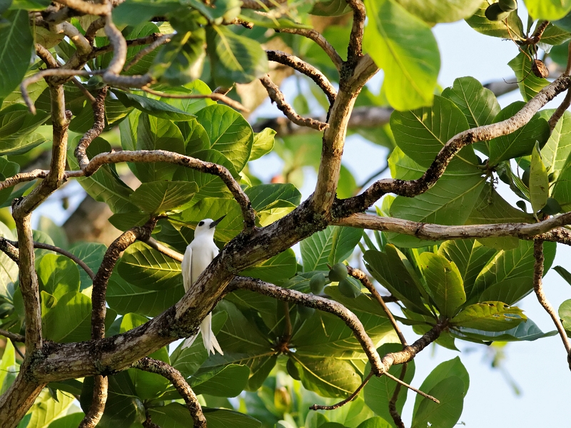 IMG_9638_.jpg - Gygis blanc (Gygis alba). Mahina, Tahti Nui