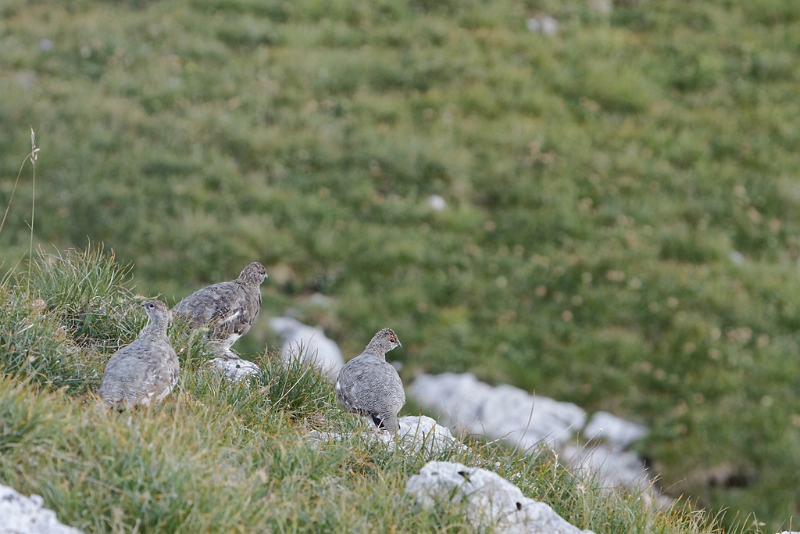 IMG_7352_PF.jpg - Lagopède alpin (plumage d'été) - Hauts Plateaux du Vercors
