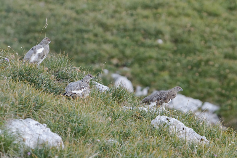 IMG_7363_PF.jpg - Lagopède alpin (plumage d'été) - Hauts Plateaux du Vercors