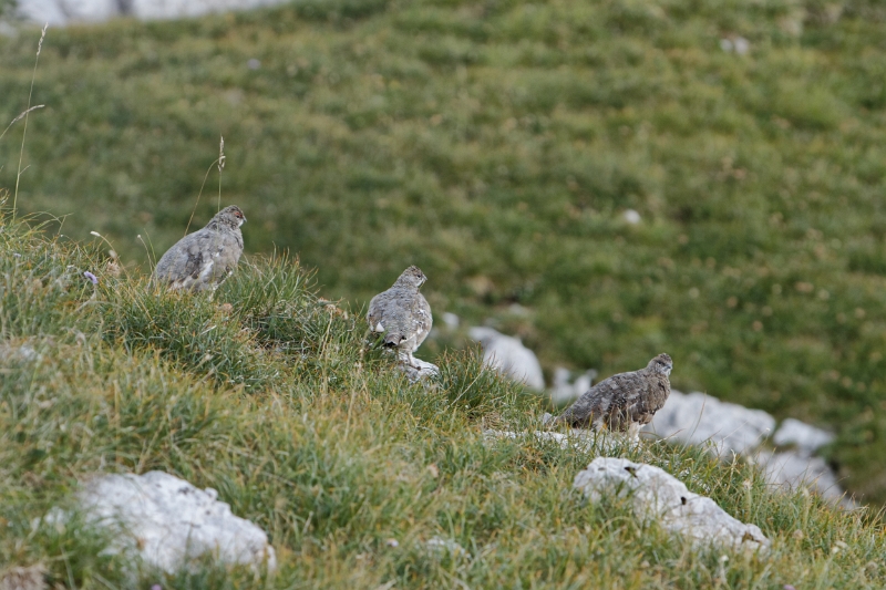 IMG_7384_PF.jpg - Lagopède alpin (plumage d'été) - Hauts Plateaux du Vercors