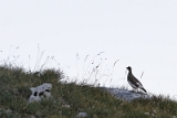 IMG_7357_PF