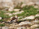 IMG_9827_PF