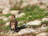 IMG_9830_PF