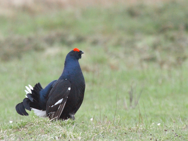 IMG_1314_.JPG - Male en parade au sol
