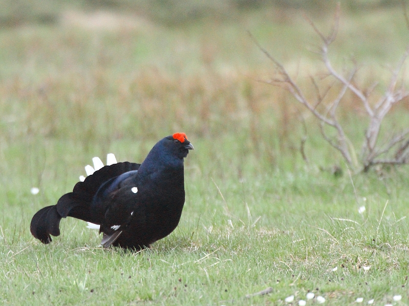 IMG_1373_.JPG - Male en parade au sol