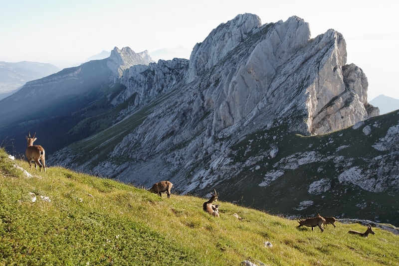 IMG_5934_PF.jpg - Bouquetins au pas de l'Oeille. En arrière plan : les Aiguilles, les arêtes du Gerbier et le Cornafion