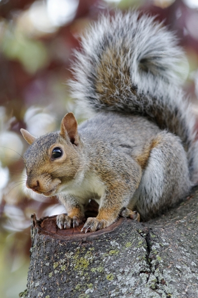 IMG_3040_PF.jpg - Ecureuil roux - Parc du Mont Royal, Montréal