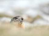 IMG_0444_dpp