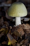 IMG_7907_PF