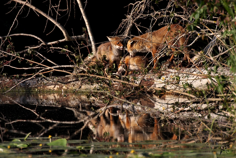 IMG_8882.JPG - Renardeaux et renarde - Etang aux Pointes