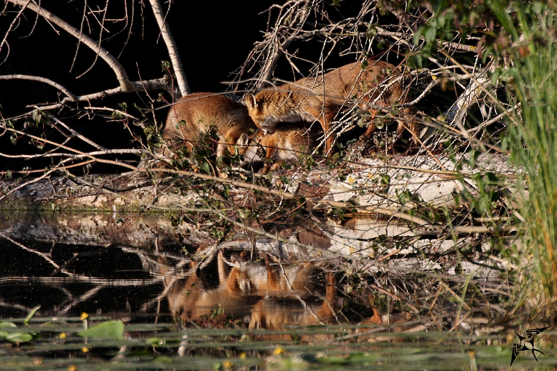 IMG_8884.JPG - Renardeaux et renarde - Etang aux Pointes