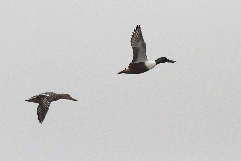 IMG_3953.JPG - Canard souchet (fem. + male), Etangs de Saint-Hubert (78)