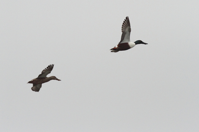 IMG_3954.JPG - Canard souchet (fem. + male), Etangs de Saint-Hubert (78)