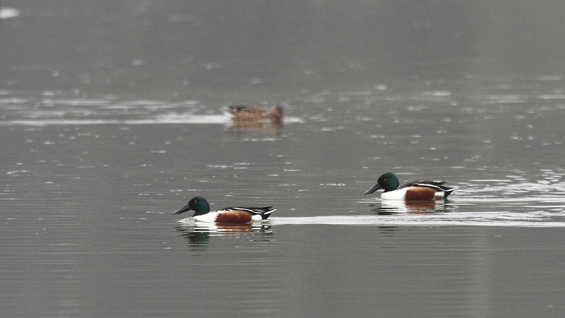 IMG_3973.JPG - Canard souchet (1 fem. + 2 males), Etangs de Saint-Hubert (78)