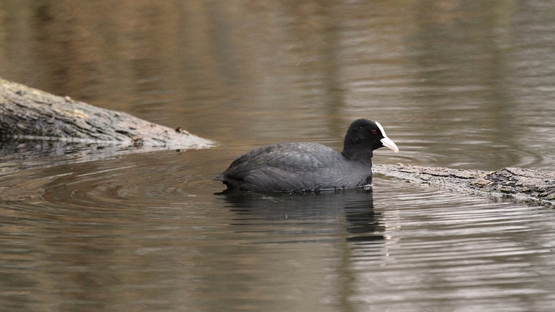 IMG_4112.JPG - Foulque macroule, Etang aux Pointes, Marais de l'Essonne (91)