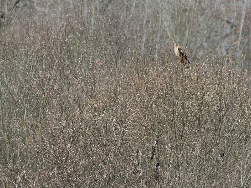 IMG_4128.JPG - Busard Saint-Martin (Fem.), Marais de Misery (91)
