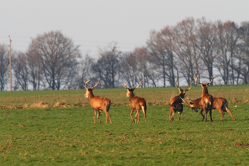 IMG_9008.JPG - Harde de cerfs hivernale. Les relations hiérachiques du brame semble se maintenir.
