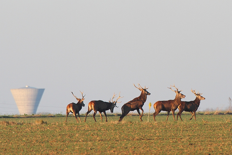 IMG_9017.JPG - Harde de cerfs hivernale