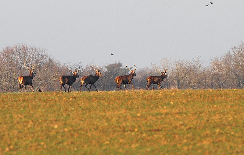 IMG_9062.JPG - Harde de cerfs hivernale