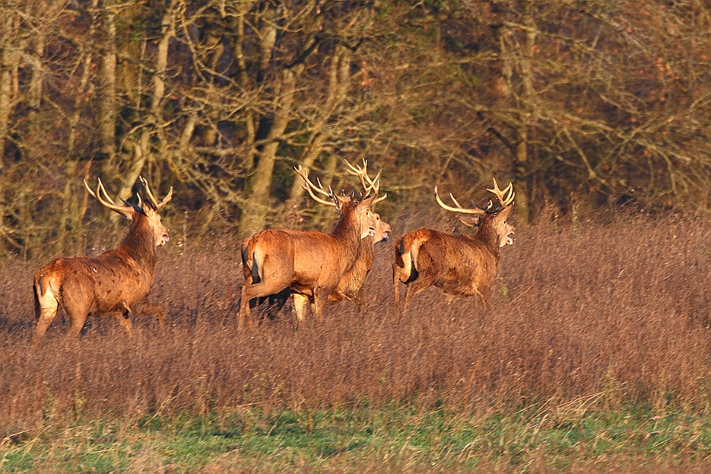 IMG_9088.JPG - Harde de cerfs hivernale