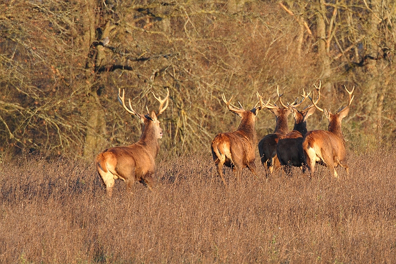 IMG_9091.JPG - Harde de cerfs hivernale