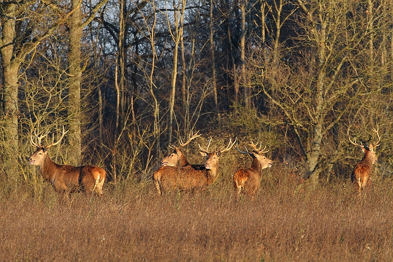 IMG_9101.JPG - Harde de cerfs hivernale