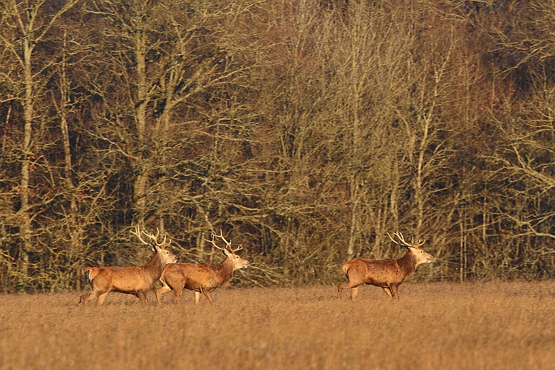 IMG_9120.JPG - Harde de cerfs hivernale