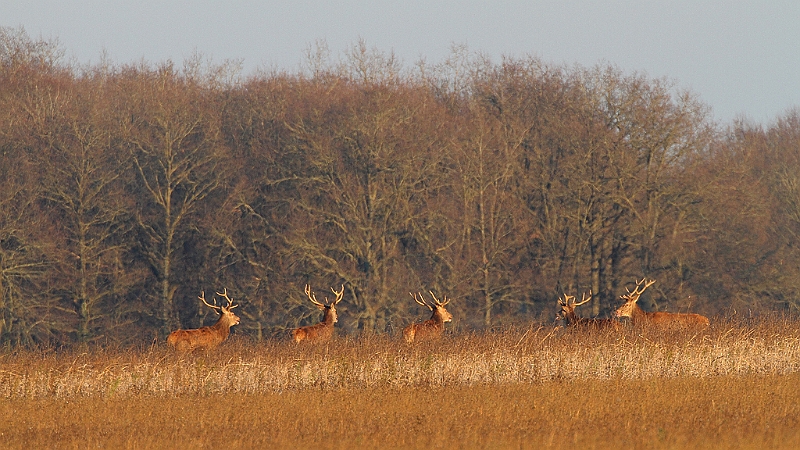 IMG_9146.JPG - Harde de cerfs hivernale