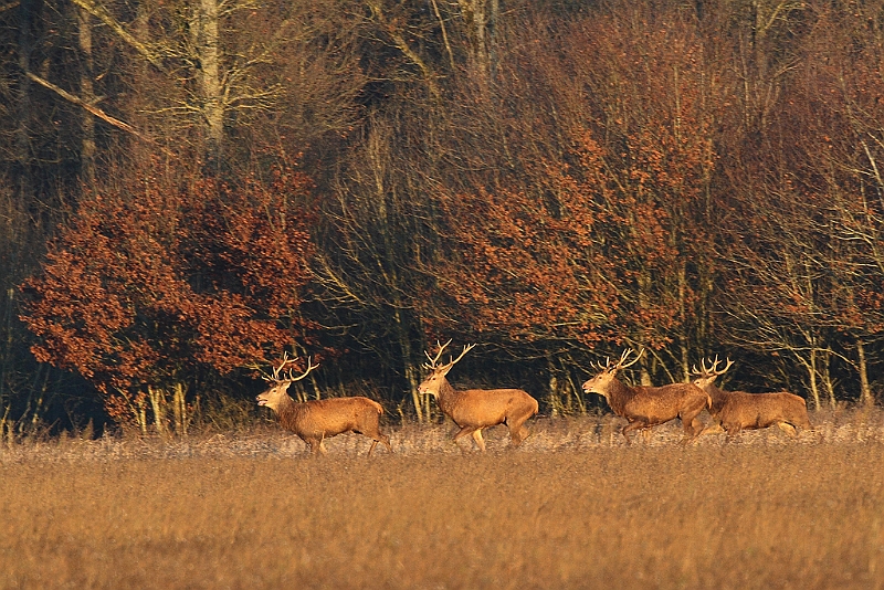 IMG_9168.JPG - Harde de cerfs hivernale