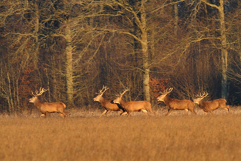 IMG_9172.JPG - Harde de cerfs hivernale