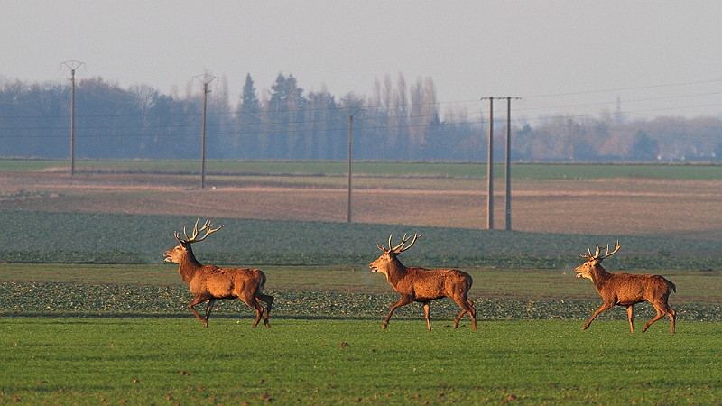 IMG_9224.JPG - Harde de cerfs hivernale