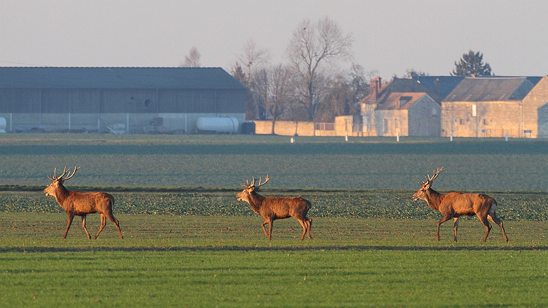 IMG_9241.JPG - Harde de cerfs hivernale