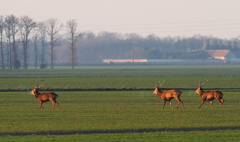 IMG_9268.JPG - Harde de cerfs hivernale