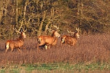 IMG_9088