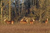 IMG_9101