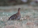 IMG_0847_PF