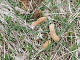 IMG_1650_PF