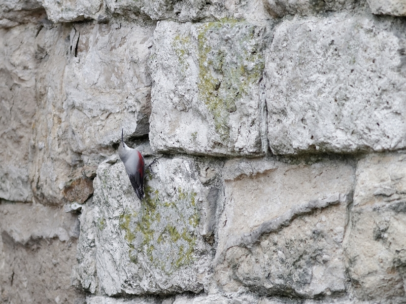IMG_0891_.jpg - Face ouest du Chateau de Dourdan