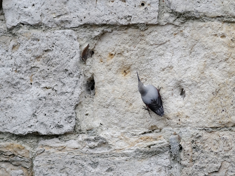 IMG_0955_.jpg - Face ouest du Chateau de Dourdan