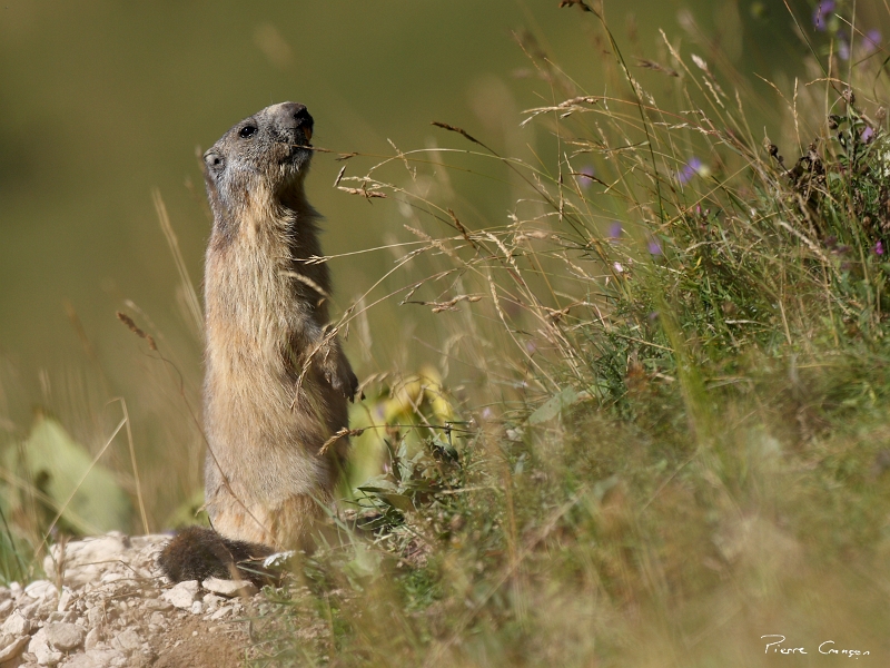 IMG_1294.JPG - Jeune marmotte. Plateau de la Molière (Engins, 38)