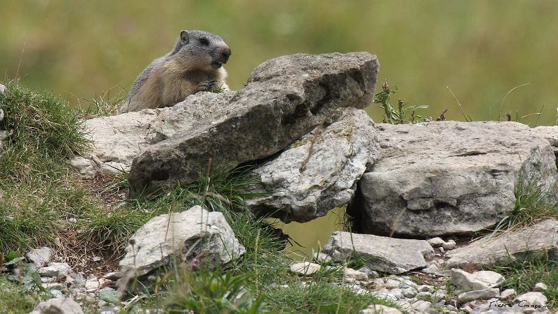IMG_1418.JPG - Jeune marmotte. Plateau de la Molière (Engins, 38)