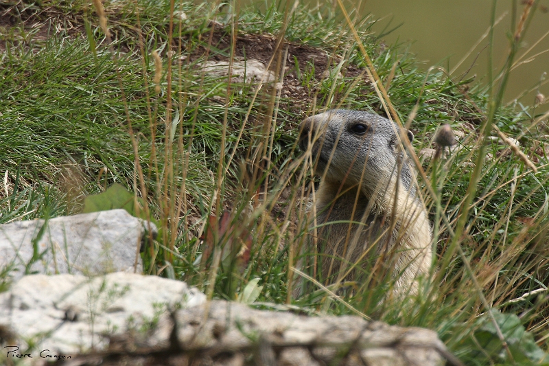 IMG_1434.JPG - Jeune marmotte. Plateau de la Molière (Engins, 38)