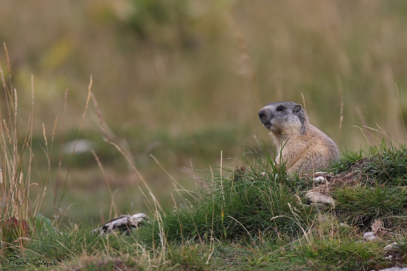 IMG_1443.JPG - Jeune marmotte. Plateau de la Molière (Engins, 38)