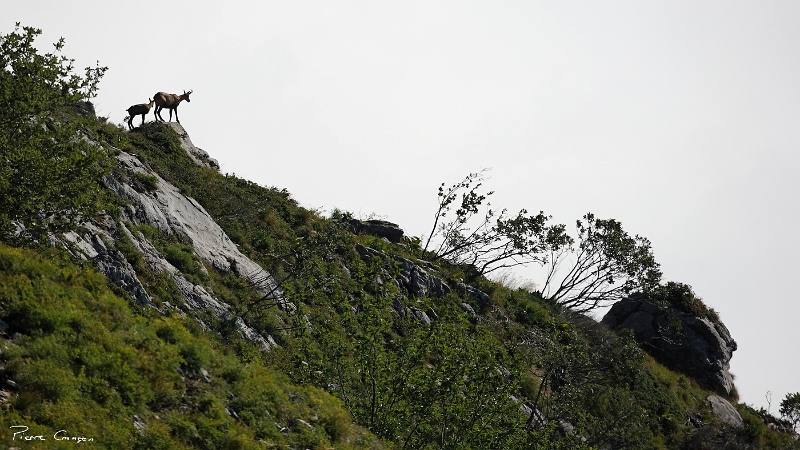 _MG_9463_.jpg - Chamois. Sentier du Balcon Est entre Col Vert et Col de l'Arc (Villard de Lans, 38)