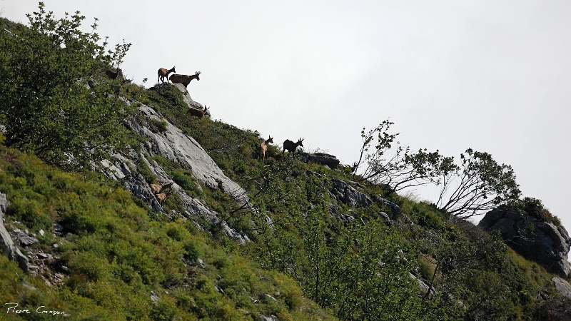 _MG_9479_.jpg - Chamois. Sentier du Balcon Est entre Col Vert et Col de l'Arc (Villard de Lans, 38)