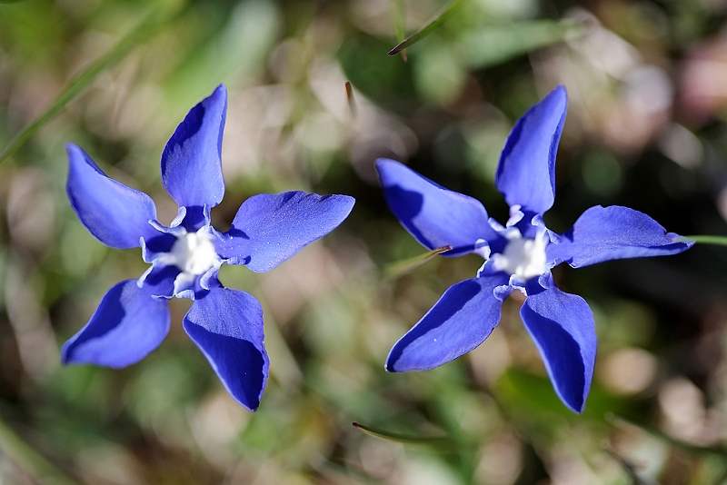 IMG_6889_PF.jpg - Gentiannette