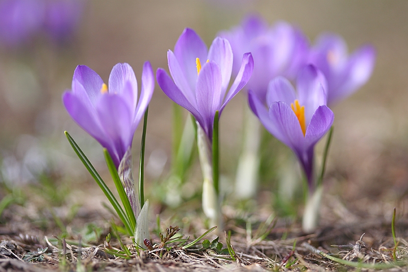 IMG_7066.JPG - Crocus