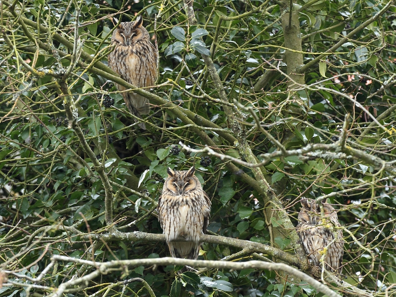 IMG_9338.JPG - Hibou moyen-duc, qlq part en Beauce ..